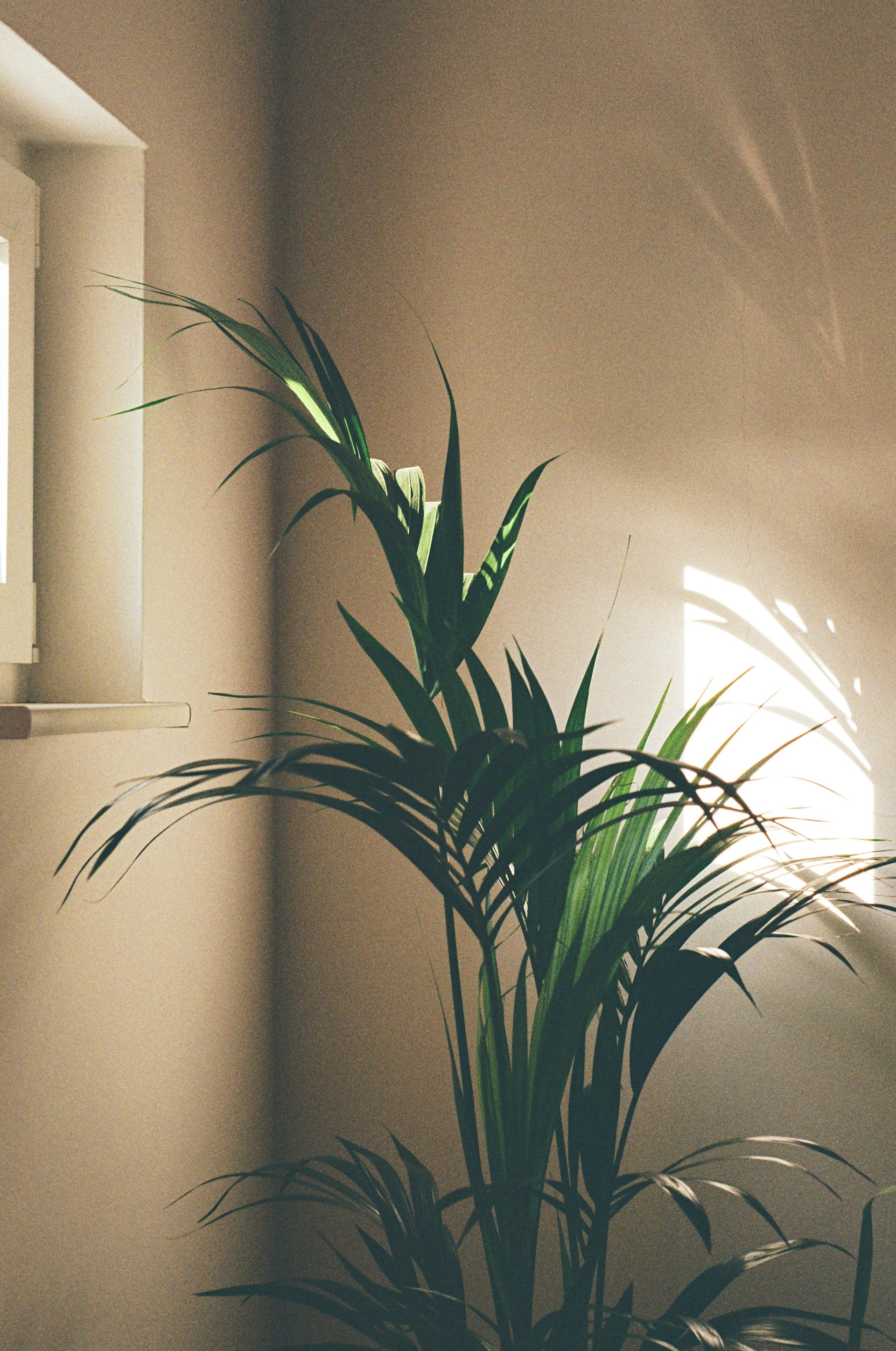 maximilian-bungart-UNstgivmRVw-unsplash.jpg