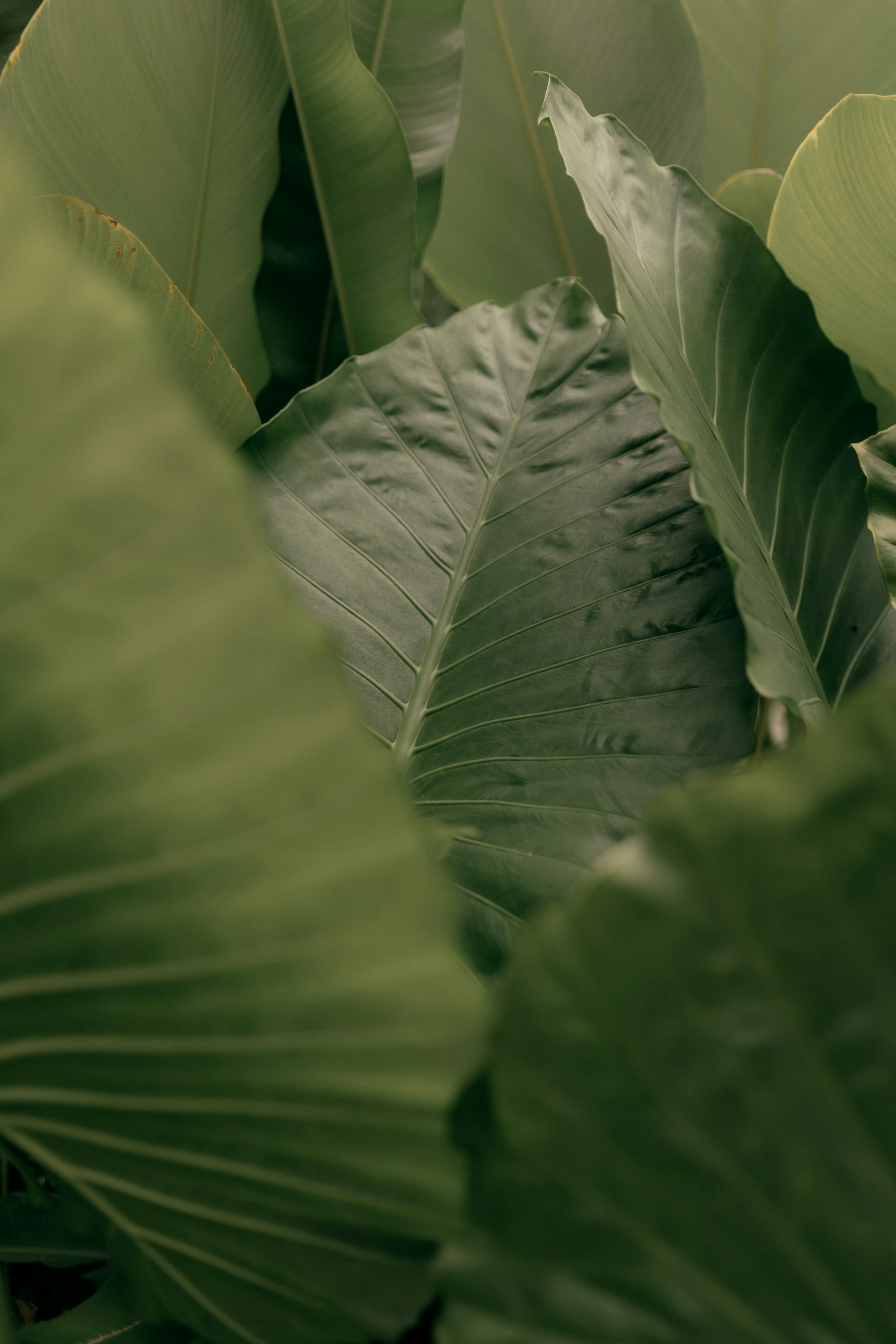 alexander-mass-xdv8rGTw7Y8-unsplash.jpg